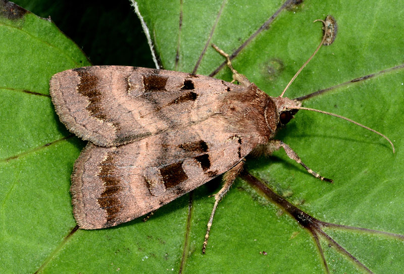 Noctuidae - Xestia stigmatica